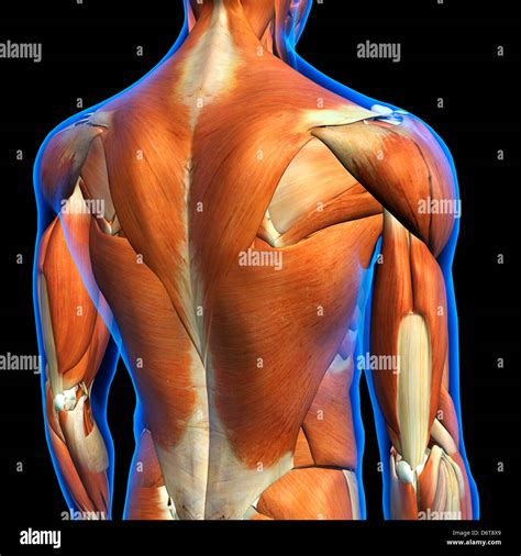 Male Upper Back Muscles Anatomy In Blue X Ray Outline Full Color 3d