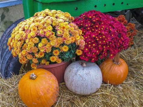 How To Prune Mums Pinching Tips For Chrysanthemums