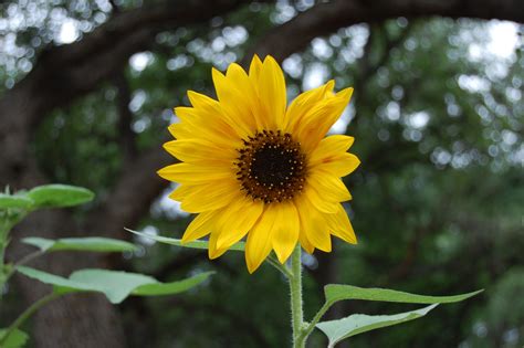 Brendas Texas Wild Garden Common Sunflower