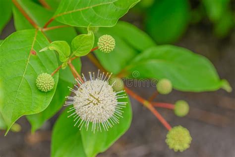 Common Buttonbush Cephalanthus Occidentalis Flowers And Buds Stock