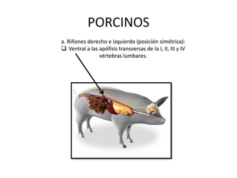 Sistema Urinario Animales