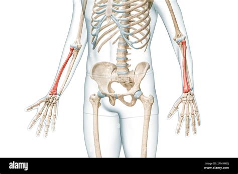 Radius Bone Diagram