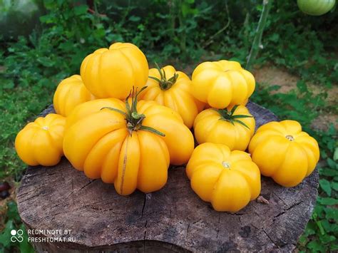 Жёлтый ребристый (Yellow ruffled) сорт томата – купить за 70 ...