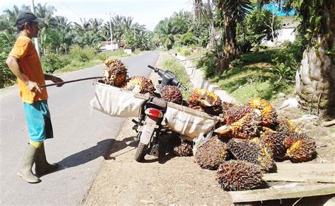 Popularitas Sawit Meningkat Petani Enggan Menanam Padi