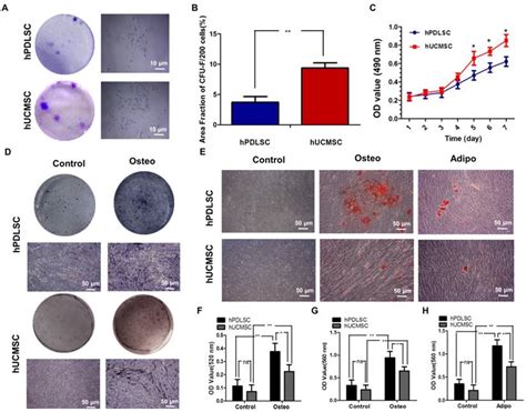 Human Umbilical Cord Mscs As New Cell Sources For Promoting Periodontal