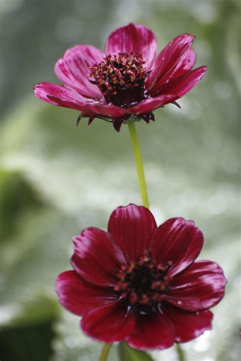 Chocolate Cosmos Flower Facts - Beautiful Insanity