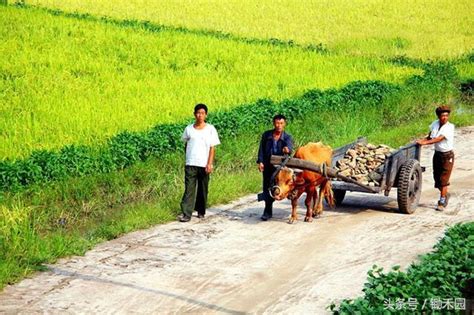 農民有種感覺，越種地越窮，種地的「鐵飯碗」還能端多久？ 每日頭條