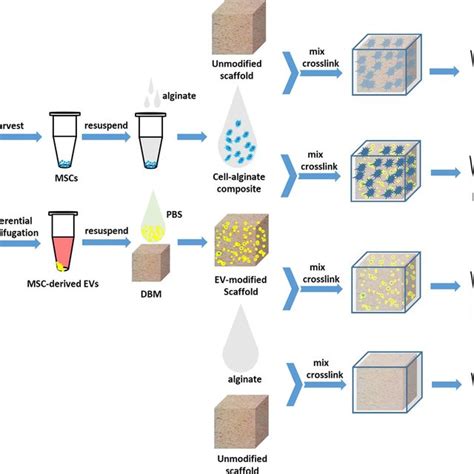 Schematic Of In Vivo Bone Regeneration Procedures And The Design Of The Download Scientific