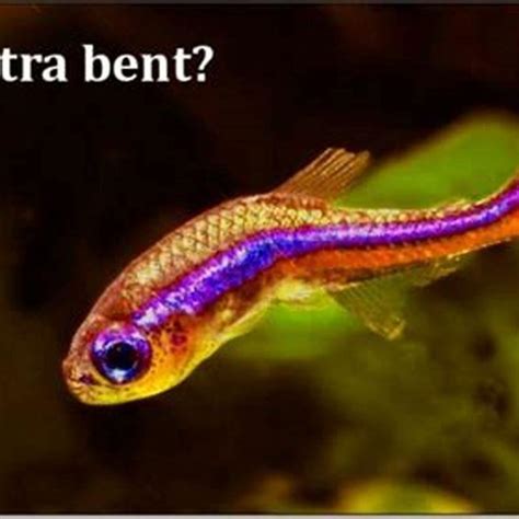 What Do Tiny Tetras Eat DIY Seattle