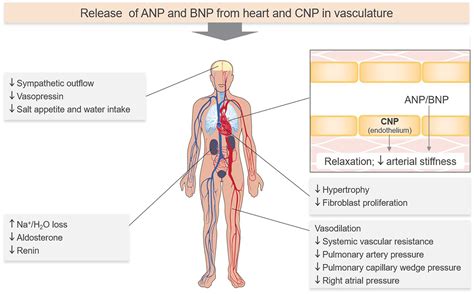 Natriuretic Peptides Role In The Diagnosis And Management Of Heart