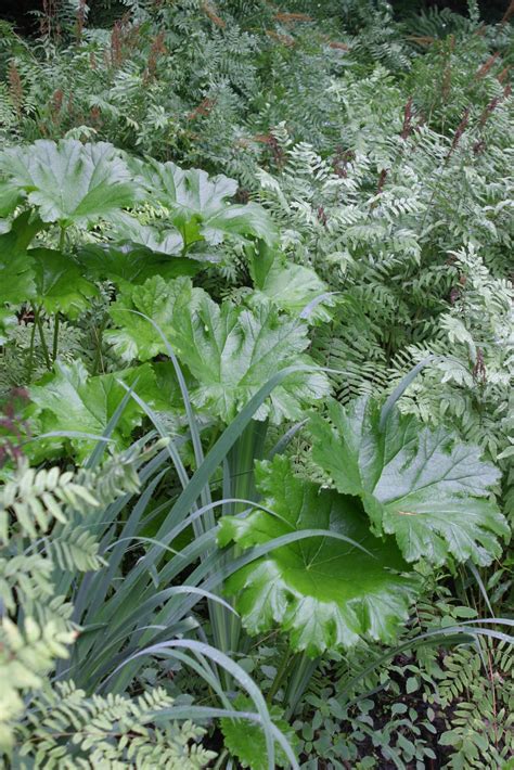 Native Alternatives to Hostas (That Are Deer Resistant) - Fine Gardening