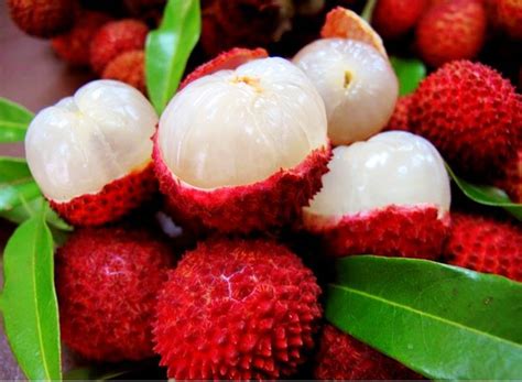 Lychee Tree Emperor Dwarf Variety Air Layered