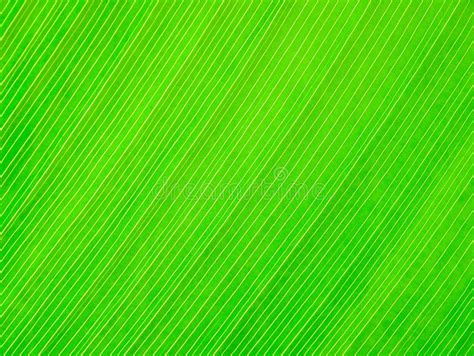 Fundo Verde Abstrato Da Textura Da Folha Imagem De Stock Imagem De