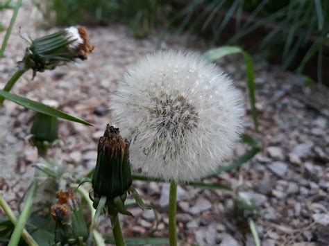 Planta Naturaleza Flor Foto Gratis En Pixabay Pixabay