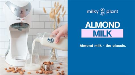 How To Make Almomd Milk At Home Almond Milk Recipe Milky Plant Youtube