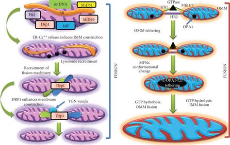 Mitochondrial Quality Control In Diabetic Cardiomyopathy Off