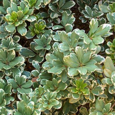 Pittosporum Du Japon Panach Vente En Ligne De Plants De Pittosporum