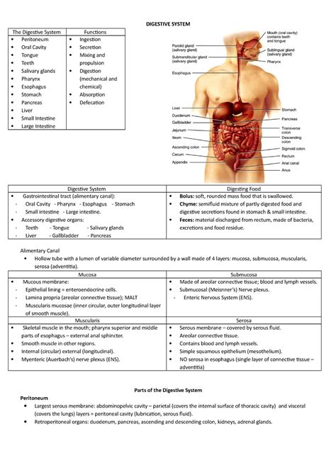 Digestive System Summary Notes Digestive System The Digestive