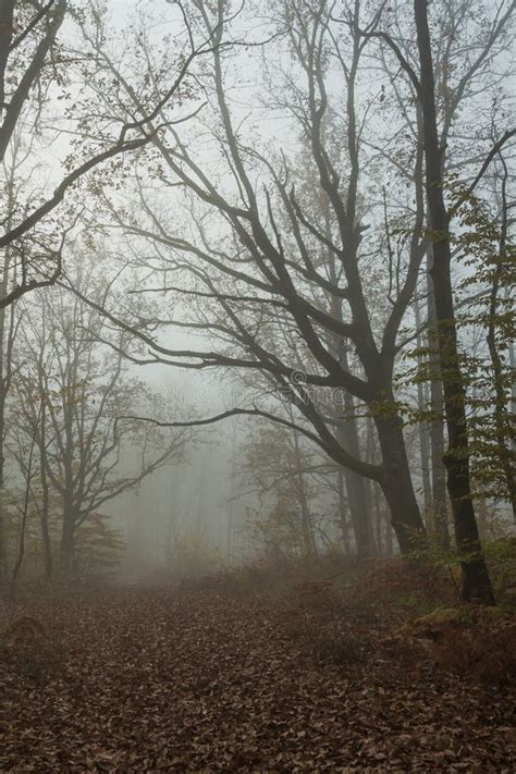 A Misty Morning In An Autumn Forest Naked Tree Trunks Overhang The