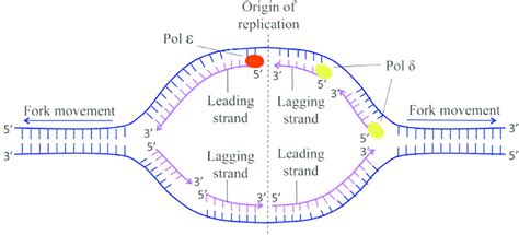 DNA Replication Bubble Diagram