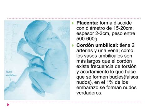 Placenta Y Membranas Fetales Ppt Descarga Gratuita