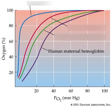 FOAMfrat OxyHemoglobin Dissociation Curve The OxyHemoglobin, 43% OFF