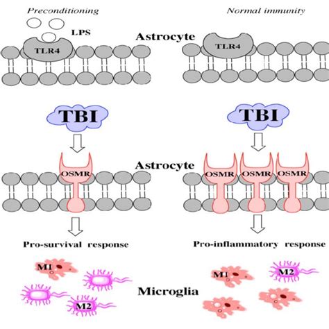 Hypothetical Schematic Showing The Mechanism Of Lps Action Lps