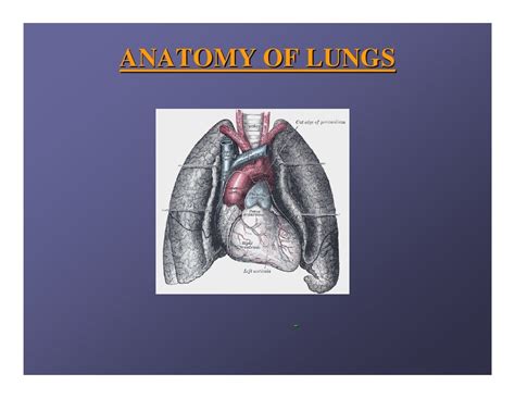 Lung anatomy.