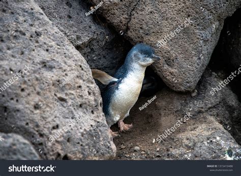 St Kilda Penguin Images Browse 94 Stock Photos And Vectors Free Download