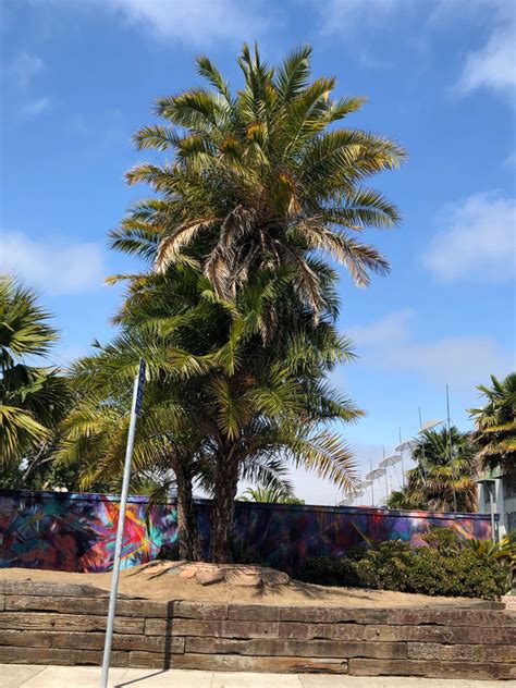 San Franciscos Landmark Trees — San Francisco Trees