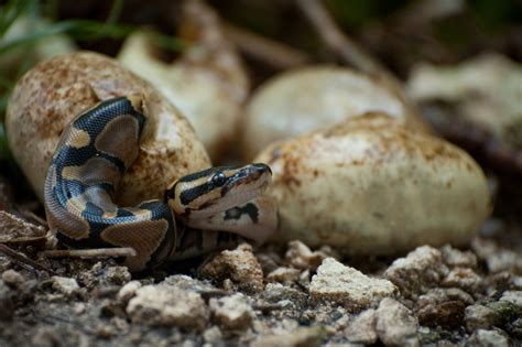 Everything You Need to Know About Snake Eggs (10 Pictures)