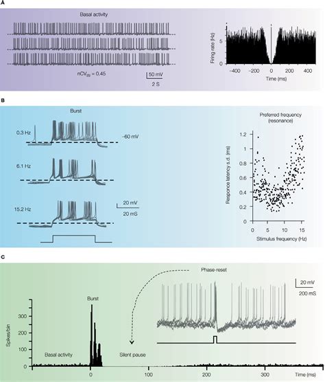 Figure 4 From The Critical Role Of Golgi Cells In Regulating Spatio