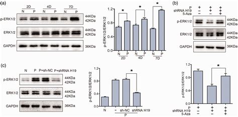 Hypomethylation Of The Lncrna H Promoter Accelerates Osteogenic