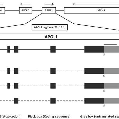 List of APOL1 3′ untranslated region (3'UTR) haplotypes generated by... | Download Table