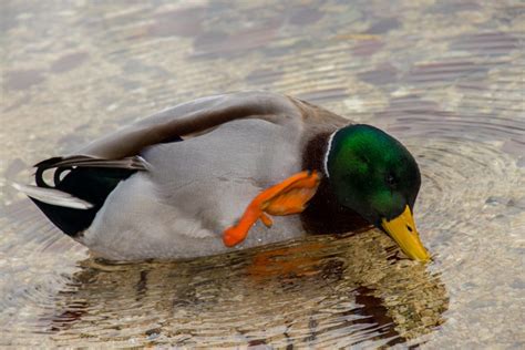 Why Do Ducks Quack The Various Meanings Of Duck Quacks Backyard Sidekick