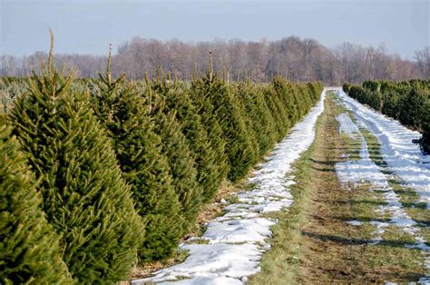 The 22 Best Christmas Tree Farms In North Carolina