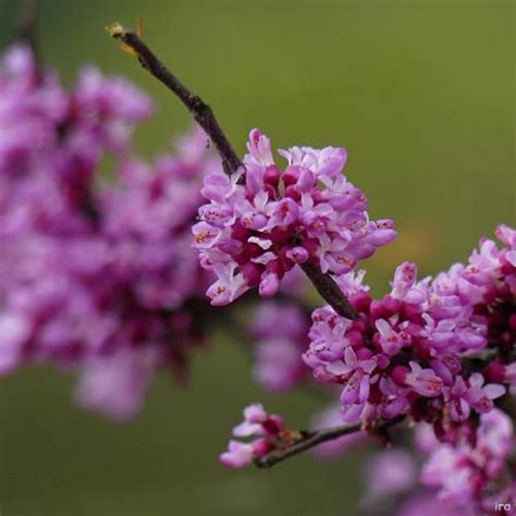 Dwarf Redbud Cercis Canadensis Garden Gems® Emerald