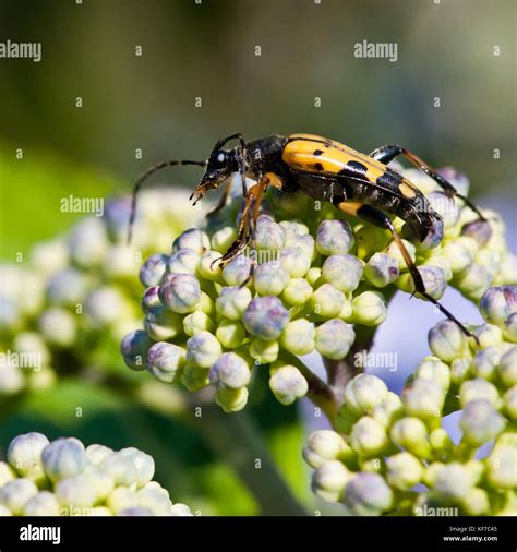 A Long Horn Beetle Scales A Hydrangea Flower Stock Photo Alamy