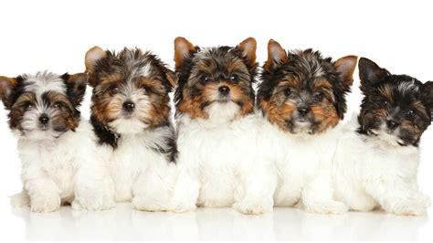 Razas De Perros Que Se Llevan Bien Con Los Yorkies