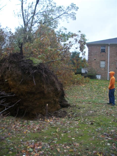 Uprooted Tree Free Stock Photo Public Domain Pictures