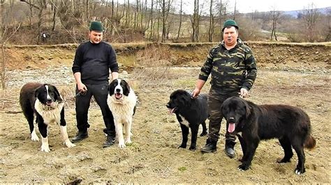 De Ciobanesti Corbi Si Ciobanesti De Bucovina La Fratii Fatu Din Sat