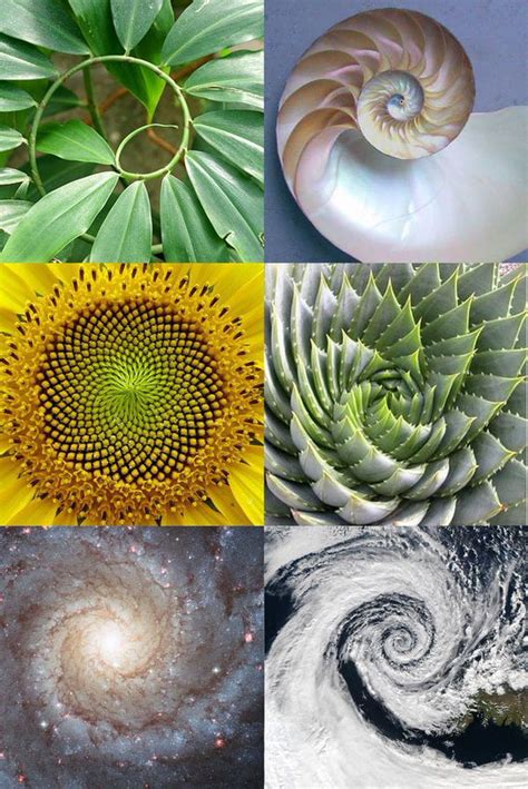 These Fibonacci Spirals In Nature 9GAG