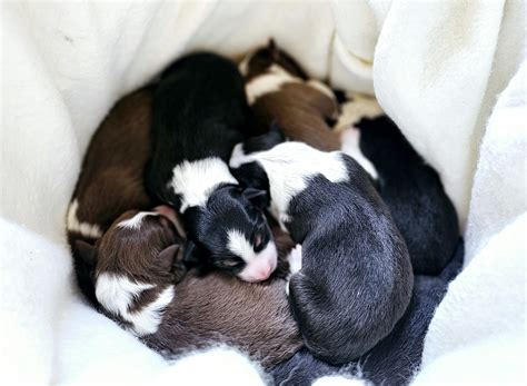 Our Dogs – Lyncroft Border Collies