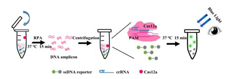 我院王永明团队开发了一种高灵敏度的cas12a可视化核酸检测方法