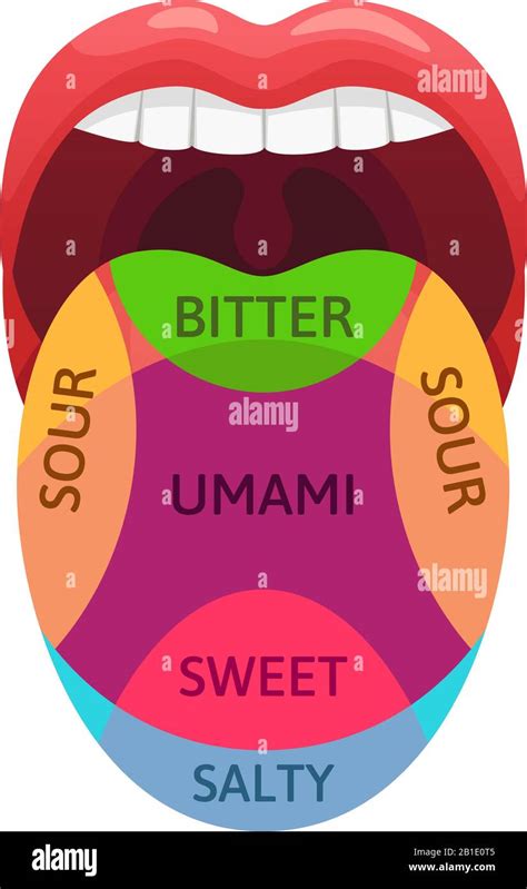 Human Tongue Taste Zones Sweet Bitter And Salty Tastes Receptors