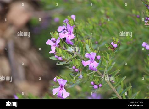 Australian Bugle Hi Res Stock Photography And Images Alamy