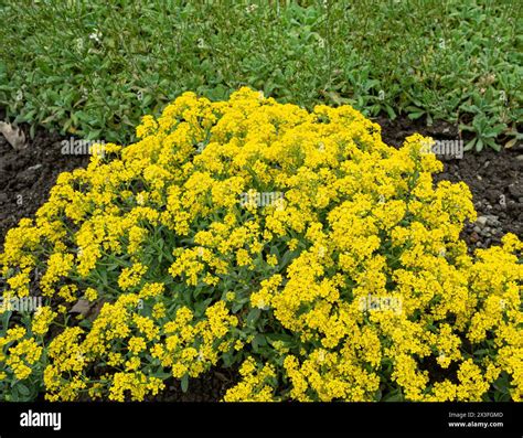 Basket Of Gold Alyssum Latin Name Aurinia Saxatilis Compacta Stock