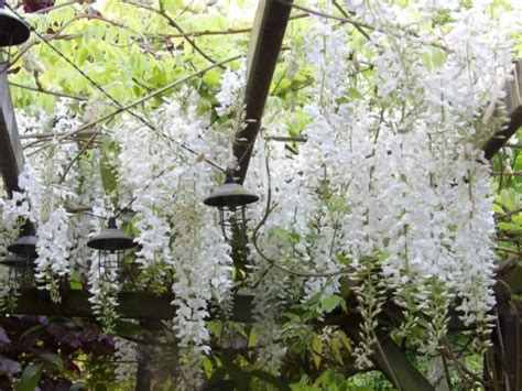 GRAINES GLYCINE DU Japon Blanche Wisteria Floribunda Alba Seeds