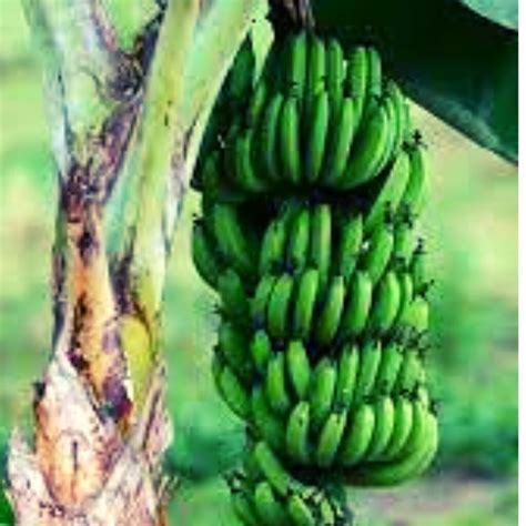 Banana Nanica Verde Org Nica G Biomassa Org Nicos Da Fonte