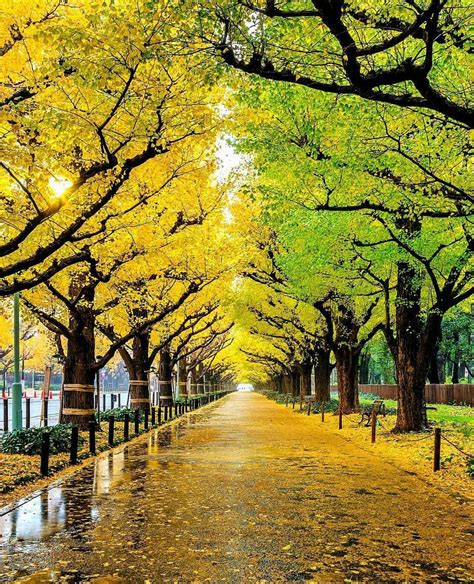 Tokyo, Japan | Automne